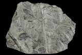Pennsylvanian Fossil Fern (Sphenopteris) - Alabama #112765-1